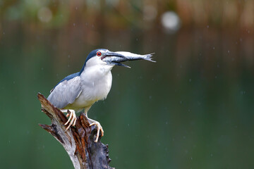 Black-crowned Night Heron (Nycticorax nycticorax) on a branch eating a big fish