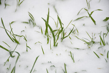 frozen grass in snow