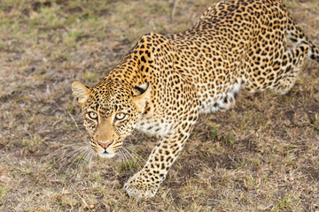 Leopard Stalking Close Up