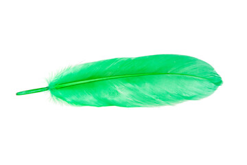 Green decorative bird feather isolated on the white background