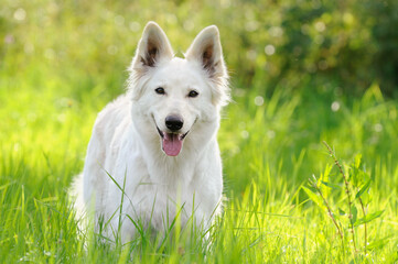 White Swiss Shepherd dog stands in the meadow Weisser Schweizer Sch&auml;ferhund