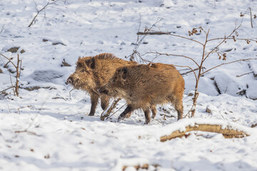 Wild boar - Sus scrofa - A group of pigs chasing in a forest in the snow.