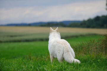 Obraz premium White Swiss Shepherd dog stands in the meadow and looks into the distance Weisser Schweizer Schäferhund