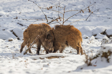 Wild boar - Sus scrofa - A group of pigs chasing in a forest in the snow.