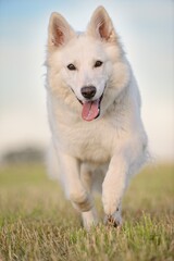 White German Shepherd runs across the meadow in the evening  Weisser Schweizer Schäferhund Berger Blanc Suisse