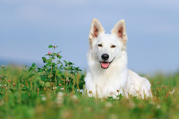 Fototapeta premium White Swiss Shepherd dog lies in the flower meadow Weisser Schweizer Schäferhund