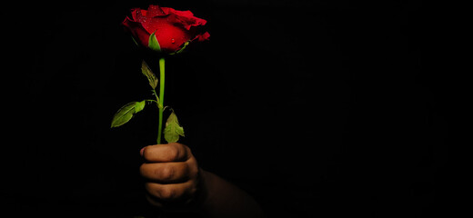 Closeup of Hand holding Red Rose with a Selective focus on rose isolated on Black background with copy space for texting