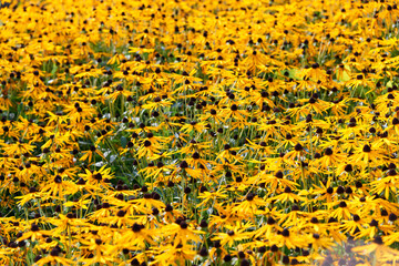 Field of yellow flowers of orange coneflower also called rudbeckia, perennial black-eyed susan. Latin name - Rudbeckia hirta.