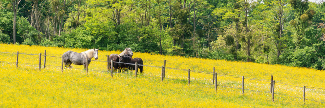 Percherons horses in a field of yellow wildflowers in Perche province, France