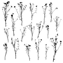 Set with silhouettes of detailed plants isolated on white background. Vector illustration