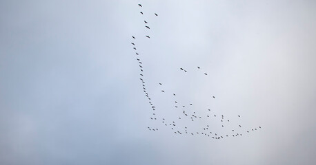 birds flying in cloudy sky 