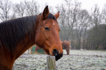 portrait of beautiful mare horse in winter landscape