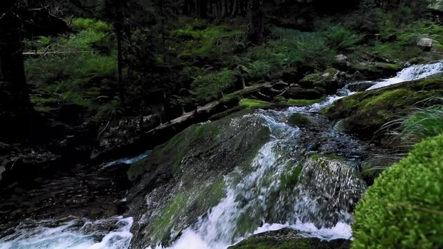 A small river streaming in the forest