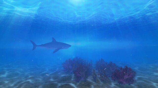shark attack