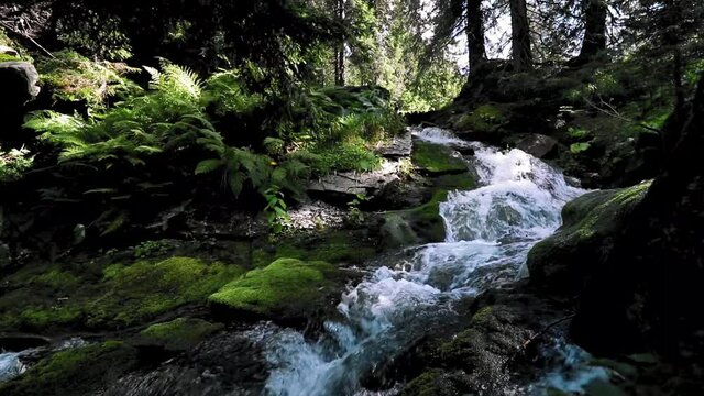 A small river streaming in the forest