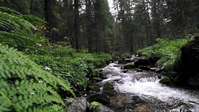 A small river streaming in the forest