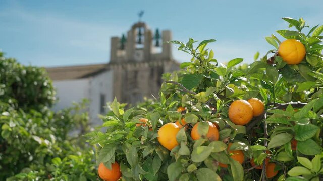 View of the church and bell tower, Santa Maria in Portuguese Faro, old town, through ripe orange trees.