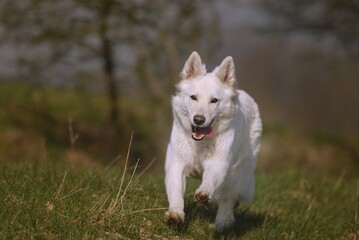 White Swiss Sherherd - Berger Blanc Suisse runs in the field or meadow
