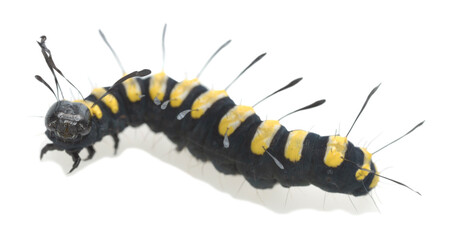 Alder moth, Acronicta alni larva isolated on white background, macro photo