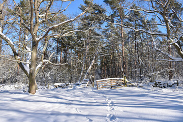 Bright winter landscape by a footpath in the woods