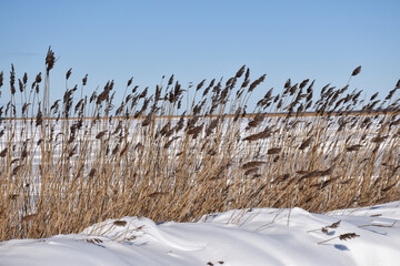Reeds by the coast in winter season