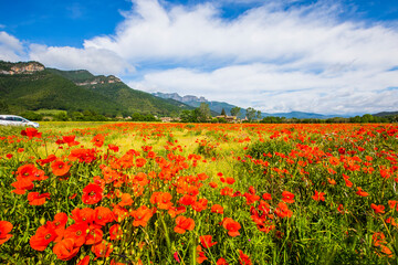 Poppy flowers and spring in Hostalets D En Bas, La Garrotxa, Spain