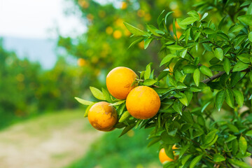 Orange tree in orange farm.