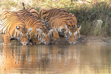 Female tiger and her cubs at Bandipur tiger reserve, karnataka
