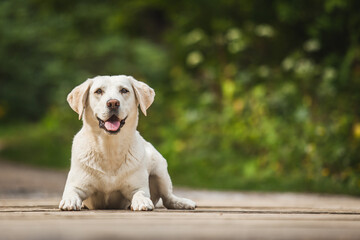  Cream Labrador Retriever portrait