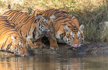 Female tiger and her cubs at Bandipur tiger reserve, karnataka
