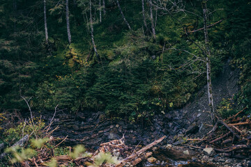 A close up of a rock next to a forest