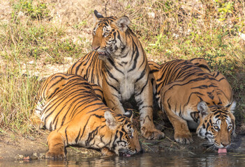 Fototapeta na wymiar Female Tiger and her cubs at Bandipur Tiger Reserve 