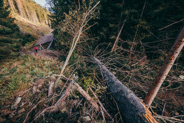 A tree with a mountain in the background