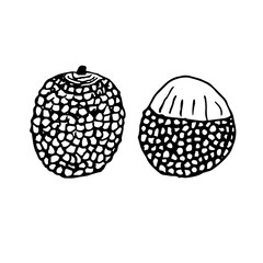 Set of lychee, vector illustration, hand drawn sketch