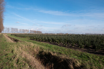 landscape photo of a field full of small pine trees to be used as a Christmas tree in December