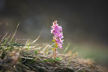 spring flowers behind a blurred background