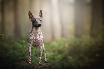 Amazing American hairless terrier in forest