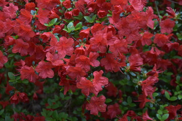 bunch of red hibiscus flowers