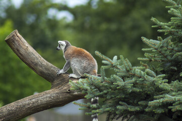 A ring-tailed lemur hiding from predators and nosy people. A lemur paddock made of huge boulders, logs and planted trees.