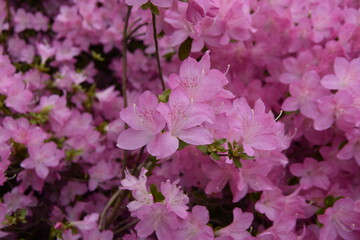 bunch of pink rhododendron flower 
