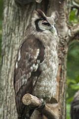 Great owl against the backdrop of a tree. The plumage of the owl allows it to remain camouflaged and unnoticed.