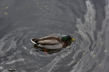 mallard duck in the water