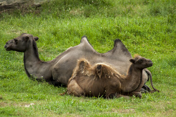 A young bactrian camel lying next to his mother in a grassy meadow. Adult camels take great care of their offspring.