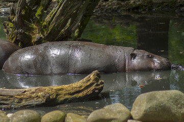 Obraz premium Pygmy hippos during a water bath. A bathing pond prepared especially for them from soil, stones and wood. Under green trees that provide a pleasant shade.