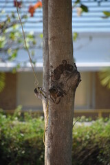 beautiful tree trunk