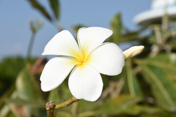 Fototapeta premium white frangipani flower