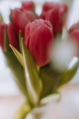 red tulip buds close-up. holiday, gift, love, sensuality, blur