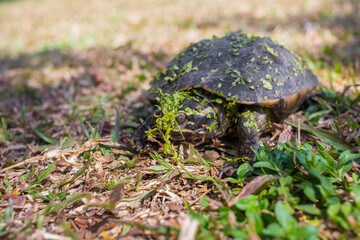 A small black turtle was walking up from the swamp. With water in the fern attached to the body