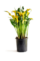 Beautiful yellow and pink Calla Lilies, Zantedeschia aethiopica; growing closely together. Selective focus with blurred background.