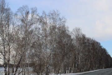 the trees in Siberia